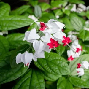 White Bleeding Heart Vine Live Plant - Clerodendrum Thompsonii - 4-6