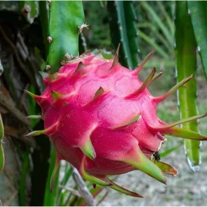 White Dragon Fruit Live Plant – Sweet Climbing Cactus, 4 Inch Pot – Outdoor - Image 2