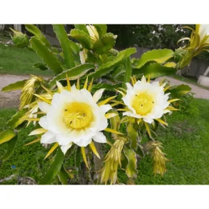 White Dragon Fruit Live Plant – Sweet Climbing Cactus, 4 Inch Pot – Outdoor - Image 3