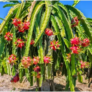 White Dragon Fruit Live Plant – Sweet Climbing Cactus, 4 Inch Pot – Outdoor - Image 4