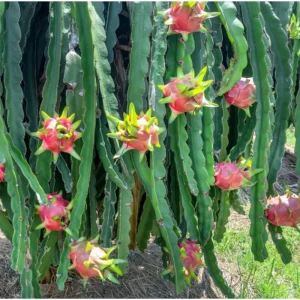 White Dragon Fruit Live Plant – Sweet Climbing Cactus, 4 Inch Pot – Outdoor - Image 5