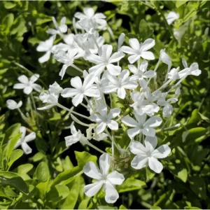 White Plumbago Auriculata Live Plants - 2 Pack, White Cape Leadwort, 4-8 Inch Tall - Image 2