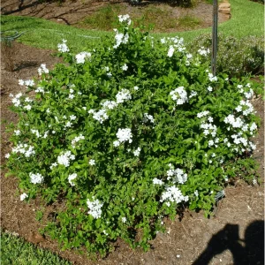 White Plumbago Auriculata Live Plants - 2 Pack, White Cape Leadwort, 4-8 Inch Tall - Image 3