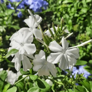 White Plumbago Auriculata Live Plants - 2 Pack, White Cape Leadwort, 4-8 Inch Tall - Image 4