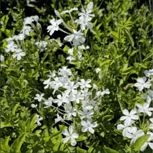 White Plumbago Auriculata Live Plants - 2 Pack, White Cape Leadwort, 4-8 Inch Tall - Image 5