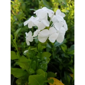 White Plumbago Auriculata Live Plants - 2 Pack, White Cape Leadwort, 4-8 Inch Tall - Image 6