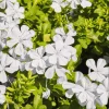 White Plumbago Auriculata Live Plants - 2 Pack, White Cape Leadwort, 4-8 Inch Tall - Image 1