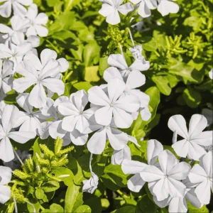 White Plumbago Auriculata Live Plants - 2 Pack, White Cape Leadwort, 4-8 Inch Tall - Image 1