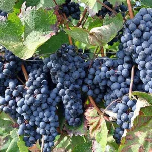 Wild Grape Vine Plants - 2 Live Dormant Vines, 1-2 Ft Tall, Blue-Black Fruit - Image 2
