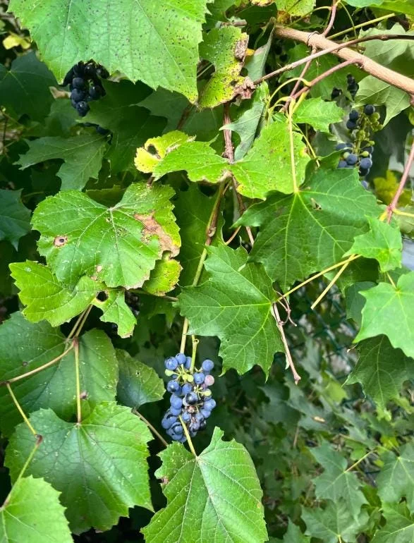 Wild Grape Vine Plants - 2 Live Dormant Vines, 1-2 Ft Tall, Blue-Black Fruit - Image 5