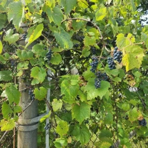 Wild Grape Vine Plants - 2 Live Dormant Vines, 1-2 Ft Tall, Blue-Black Fruit - Image 6
