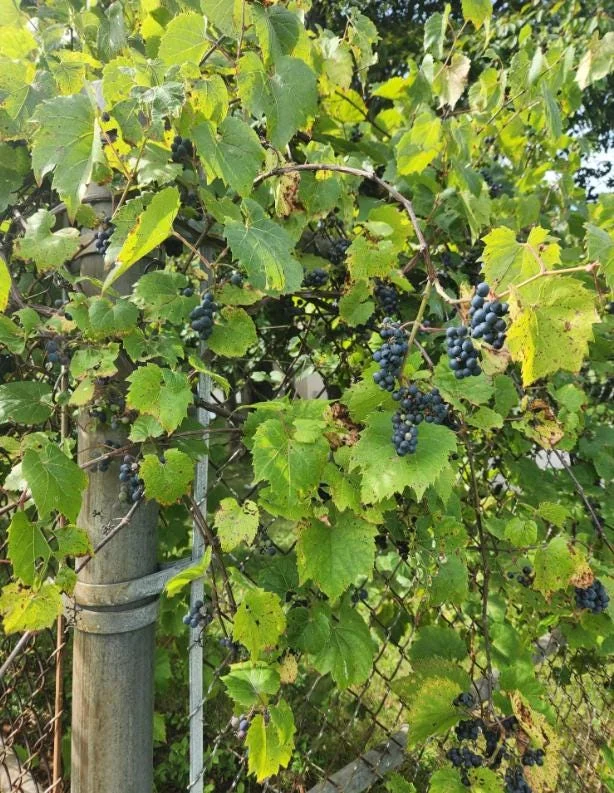 Wild Grape Vine Plants - 2 Live Dormant Vines, 1-2 Ft Tall, Blue-Black Fruit - Image 6