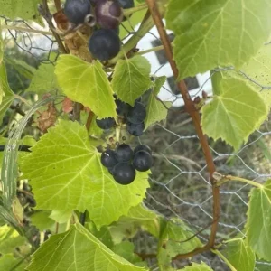 Wild Grape Vine Plants - 2 Live Dormant Vines, 1-2 Ft Tall, Blue-Black Fruit - Image 7