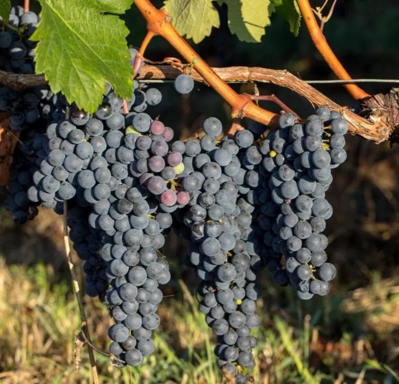 Wild Grape Vine Plants - 2 Live Dormant Vines, 1-2 Ft Tall, Blue-Black Fruit - Image 1