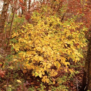 Witch Hazel Live Plant - Hamamelis Virginiana Bare Root Tree, 10-20 Inch Tall - Image 10