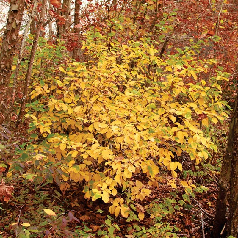 Witch Hazel Live Plant - Hamamelis Virginiana Bare Root Tree, 10-20 Inch Tall - Image 10