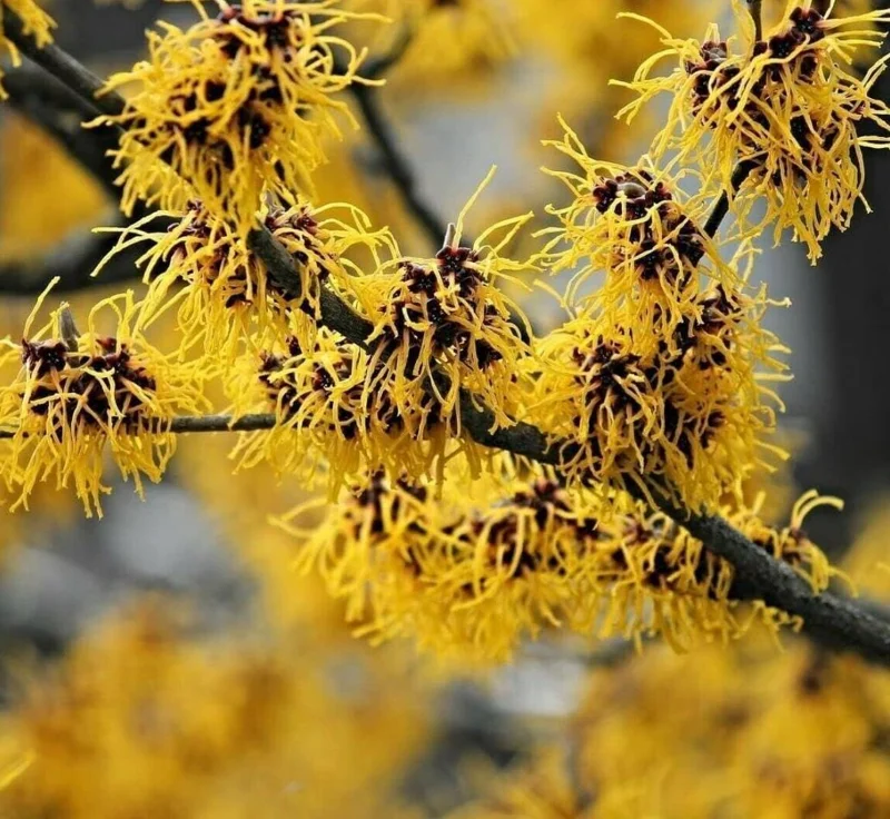 Witch Hazel Live Plant - Hamamelis Virginiana Bare Root Tree, 10-20 Inch Tall - Image 3