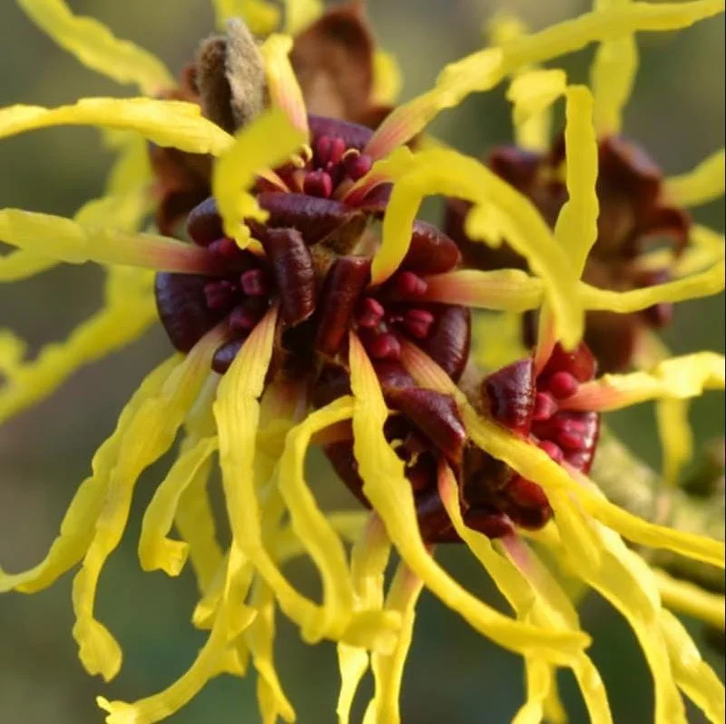 Witch Hazel Live Plant - Hamamelis Virginiana Bare Root Tree, 10-20 Inch Tall - Image 5