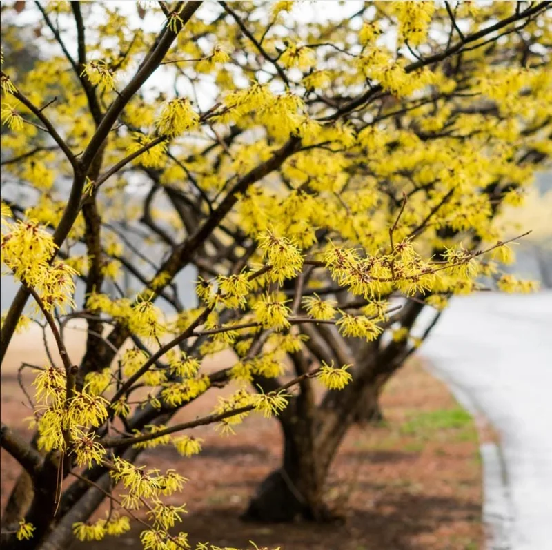 Witch Hazel Live Plant - Hamamelis Virginiana Bare Root Tree, 10-20 Inch Tall - Image 6