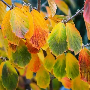 Witch Hazel Live Plant - Hamamelis Virginiana Bare Root Tree, 10-20 Inch Tall - Image 7