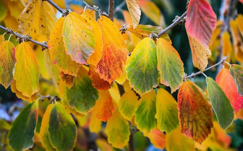 Witch Hazel Live Plant - Hamamelis Virginiana Bare Root Tree, 10-20 Inch Tall - Image 7
