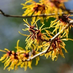 Witch Hazel Live Plant - Hamamelis Virginiana Bare Root Tree, 10-20 Inch Tall - Image 8
