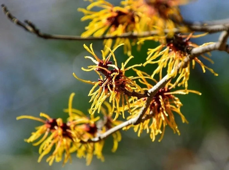 Witch Hazel Live Plant - Hamamelis Virginiana Bare Root Tree, 10-20 Inch Tall - Image 8