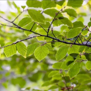 Witch Hazel Live Plant - Hamamelis Virginiana Bare Root Tree, 10-20 Inch Tall - Image 9
