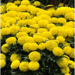 Yellow African Marigold Live Plant – 4 to 6 Inch Tall, Garden Flower - Image 2