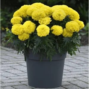 Yellow African Marigold Live Plant – 4 to 6 Inch Tall, Garden Flower - Image 4