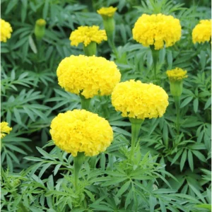 Yellow African Marigold Live Plant – 4 to 6 Inch Tall, Garden Flower - Image 5