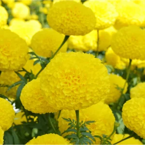 Yellow African Marigold Live Plant – 4 to 6 Inch Tall, Garden Flower - Image 6