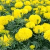 Yellow African Marigold Live Plant – 4 to 6 Inch Tall, Garden Flower - Image 1