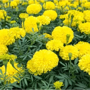 Yellow African Marigold Live Plant – 4 to 6 Inch Tall, Garden Flower - Image 1