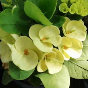 Yellow Crown of Thorns Live Plant - Euphorbia Milii Succulent, 4-6 Inch Tall, Indoor/Outdoor Decor - Image 2