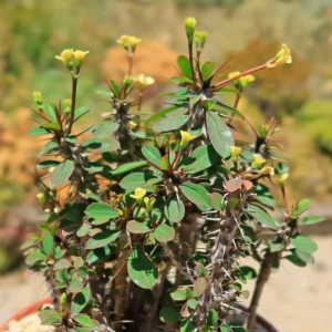 Yellow Crown of Thorns Live Plant - Euphorbia Milii Succulent, 4-6 Inch Tall, Indoor/Outdoor Decor - Image 3