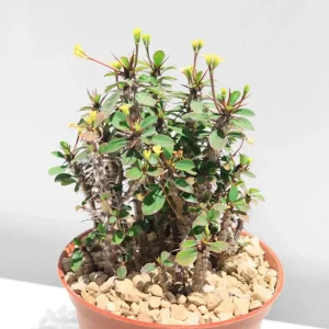 Yellow Crown of Thorns Live Plant - Euphorbia Milii Succulent, 4-6 Inch Tall, Indoor/Outdoor Decor - Image 4