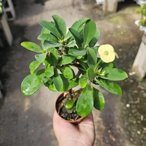 Yellow Crown of Thorns Live Plant - Euphorbia Milii Succulent, 4-6 Inch Tall, Indoor/Outdoor Decor - Image 6