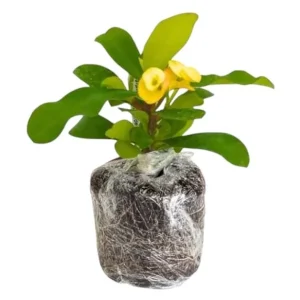 Yellow Crown of Thorns Live Plant - Euphorbia Milii Succulent, 4-6 Inch Tall, Indoor/Outdoor Decor - Image 7