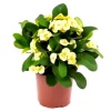 Yellow Crown of Thorns Live Plant - Euphorbia Milii Succulent, 4-6 Inch Tall, Indoor/Outdoor Decor - Image 1