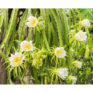 Yellow Dragon Fruit Live Plant - Sweet Pitaya Climbing Cactus 4 Inch Pot - Image 2