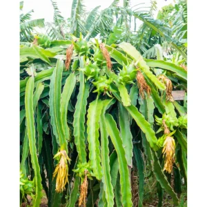 Yellow Dragon Fruit Live Plant - Sweet Pitaya Climbing Cactus 4 Inch Pot - Image 3