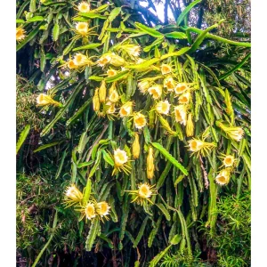 Yellow Dragon Fruit Live Plant - Sweet Pitaya Climbing Cactus 4 Inch Pot - Image 4