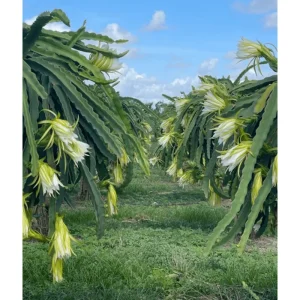 Yellow Dragon Fruit Live Plant - Sweet Pitaya Climbing Cactus 4 Inch Pot - Image 5