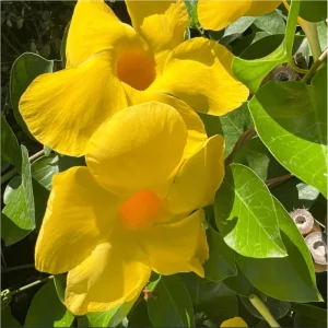 Yellow Mandevilla Live Plant - Tropical Rocktrumpet Vine - 2 Pack, 4-6 Inch Tall - Image 2