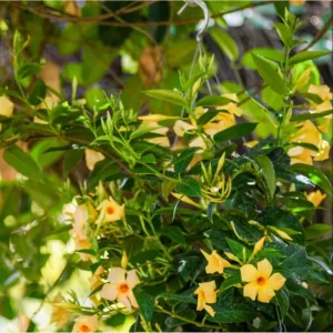Yellow Mandevilla Live Plant - Tropical Rocktrumpet Vine - 2 Pack, 4-6 Inch Tall - Image 3