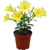 Yellow Mandevilla Live Plant - Tropical Rocktrumpet Vine - 2 Pack, 4-6 Inch Tall - Image 1