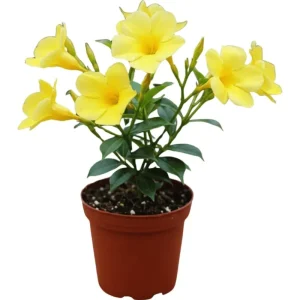 Yellow Mandevilla Live Plant - Tropical Rocktrumpet Vine - 2 Pack, 4-6 Inch Tall - Image 1