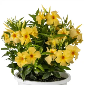 Yellow Mandevilla Live Plant - Tropical Rocktrumpet Vine - 2 Pack, 4-6 Inch Tall - Image 4