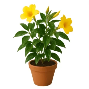Yellow Mandevilla Live Plant - Tropical Rocktrumpet Vine - 2 Pack, 4-6 Inch Tall - Image 5